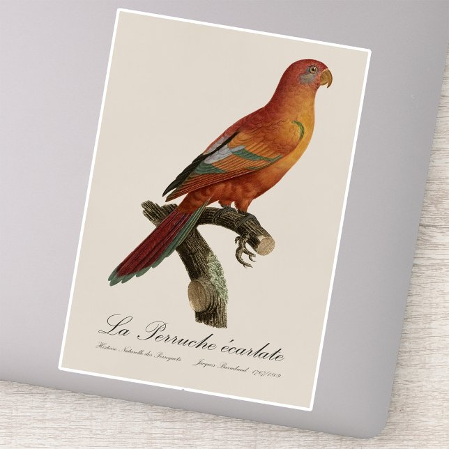 Le Perruche ecarlate Aufkleber (Red Lory or Eos Bornea, Trichoglossus borneus. Sticker)