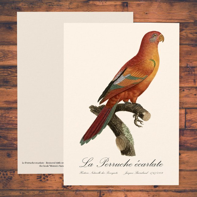 Le Perruche ecarlate Dankeskarte (Red Lory or Eos Bornea, Trichoglossus borneus. Thank You Card)