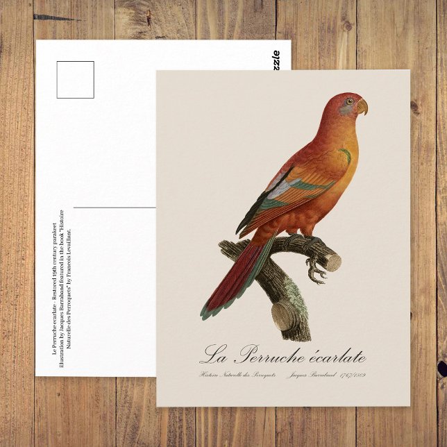 Le Perruche ecarlate Postkarte (Red Lory or Eos Bornea, Trichoglossus borneus. Postcard)