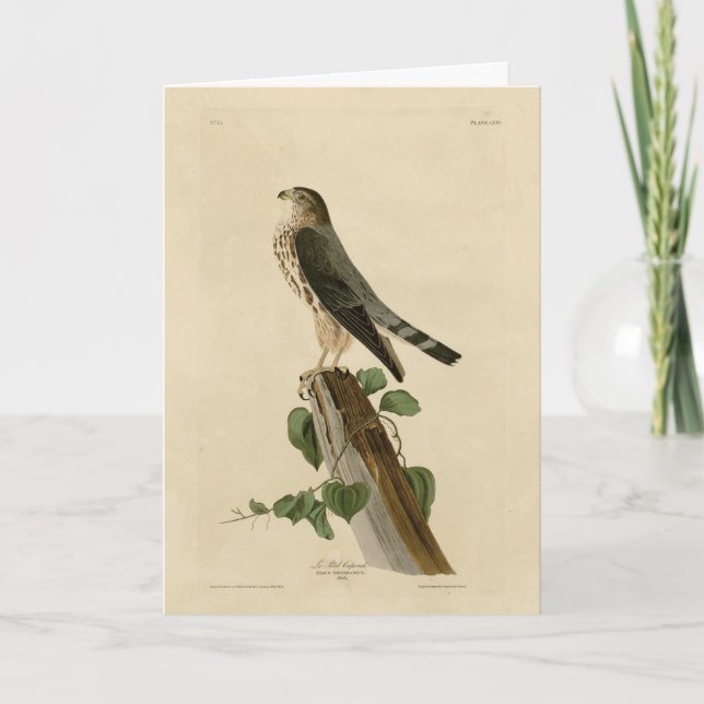 Le Petit Caporal (Merlin) Audubon Birds of America Karte (Vorderseite)