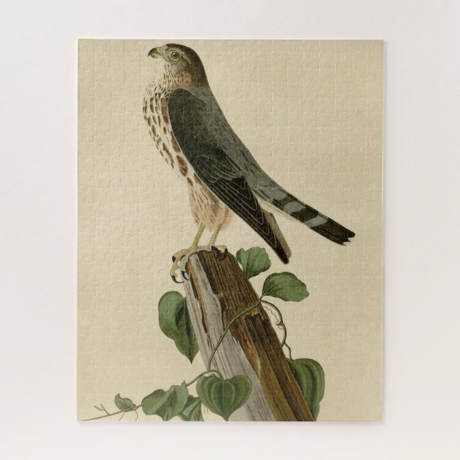 Le Petit Caporal (Merlin) Audubon Birds of America Puzzle (Vertikal)
