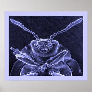 Leaf Beetle Image - Scanning Electron Microscope Poster