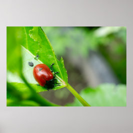 Leaf Beetle on Plant Poster
