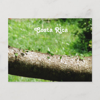 Leaf Cutter Ants in Costa Rica Postkarte