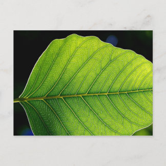 Leaf Detail Postkarte