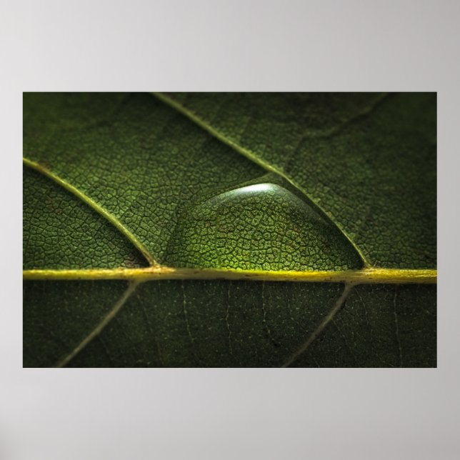 Leaf Droplets Poster (Vorne)