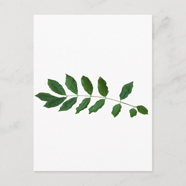 Leaf Fern Nature Party Pack Postkarte (Vorderseite)