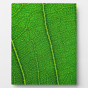 Leaf Fotoplatte