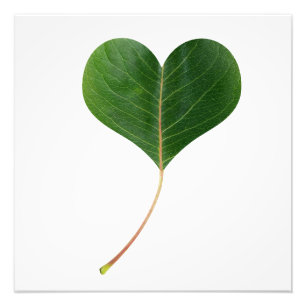 Leaf-Herz Fotodruck