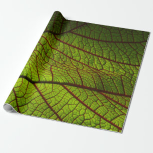 Leaf macro veins leaf veins green geschenkpapier