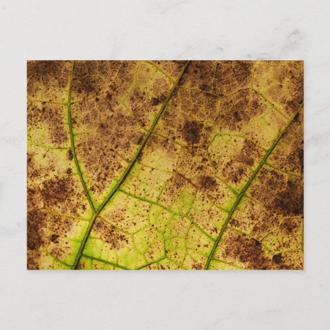 Leaf - Makro Image Fall Herbstblätter Postkarte (Vorderseite)