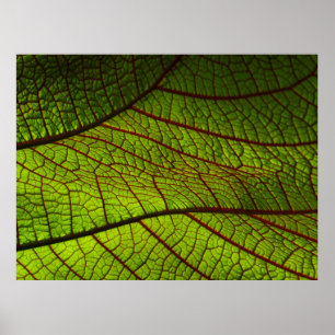 Leaf Makro-Venen Blätter Venen grün Poster