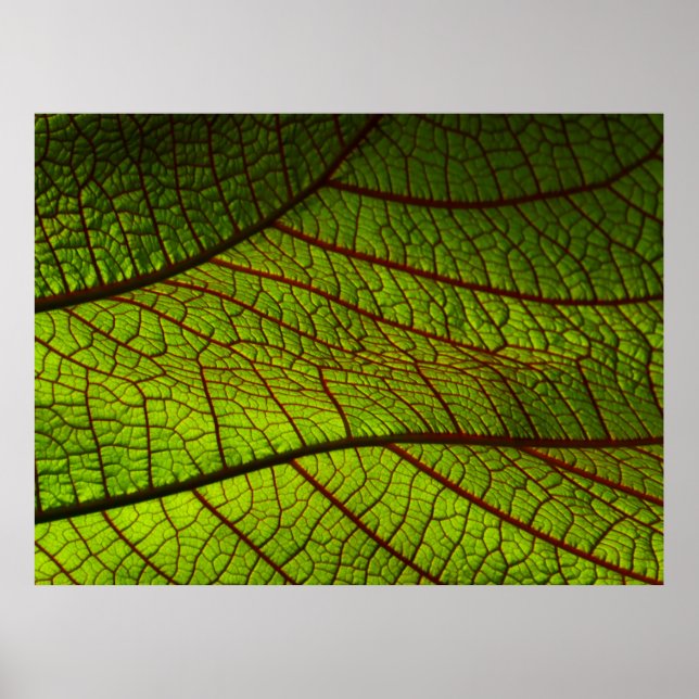 Leaf Makro-Venen Blätter Venen grün Poster (Vorne)