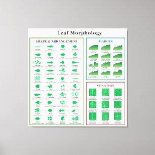 Leaf Morphology Chart Leinwanddruck