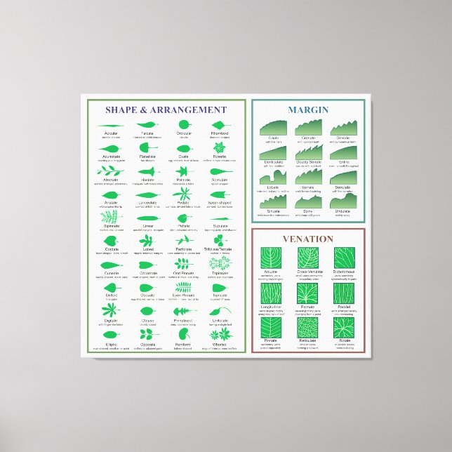 Leaf Morphology Chart Margin Form Venation Leinwanddruck (Vorderseite)