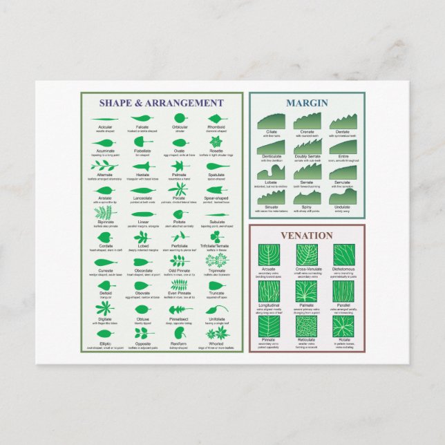 Leaf Morphology Chart Margin Form Venation Postkarte (Vorderseite)