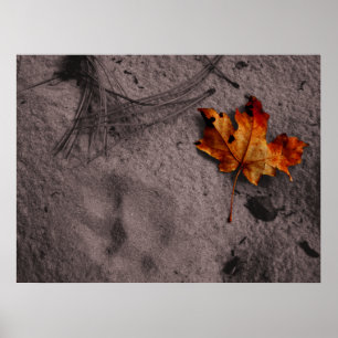 Leaf neben dem Mountain Lion Footprint Poster