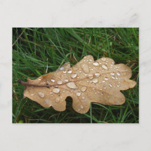 Leaf Postcard Postkarte