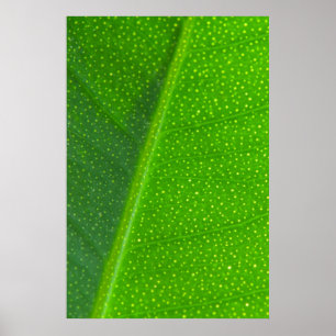 Leaf Poster