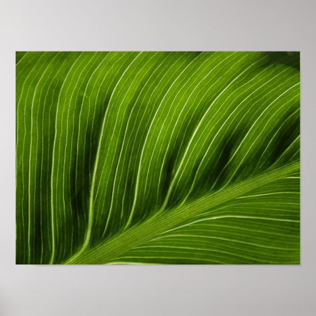 Leaf Poster (Vorne)