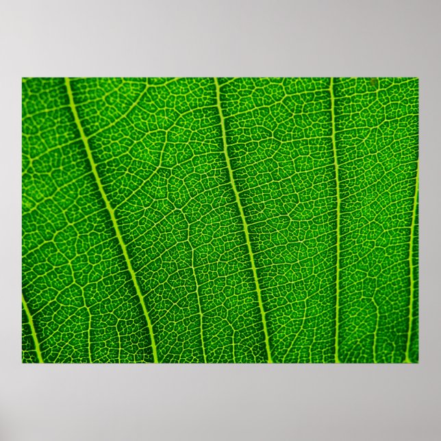 Leaf Poster (Vorne)