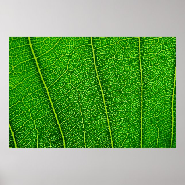 Leaf Poster (Vorne)