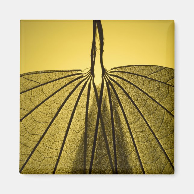 Leaf Skeleton Magnet (Vorne)