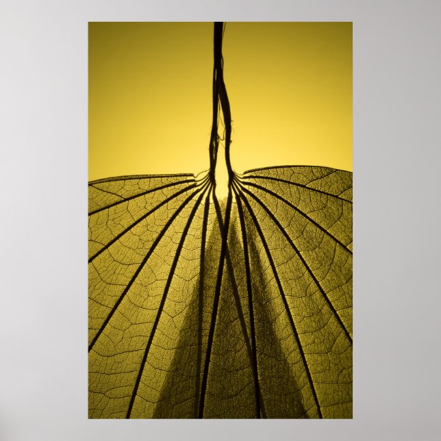 Leaf Skeleton Poster (Vorne)