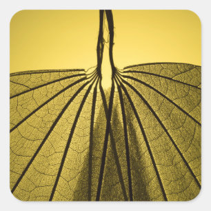 Leaf Skeleton Quadratischer Aufkleber