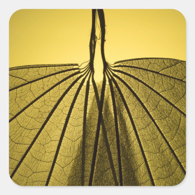 Leaf Skeleton Quadratischer Aufkleber (Vorderseite)