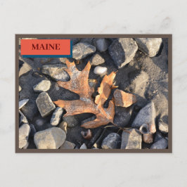Leaf Stones Muscheln Seapoint Beach Maine Nature Postkarte
