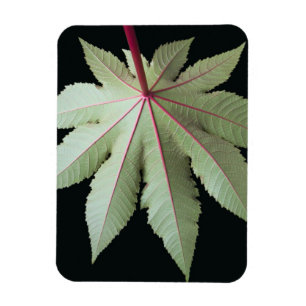 Leaf und Stem Magnet