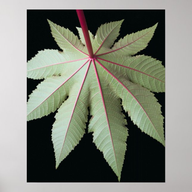 Leaf und Stem Poster (Vorne)
