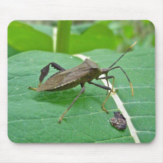 Leaffoted Bug (Acanthocephala fenorata) Items Mousepad (Vorne)