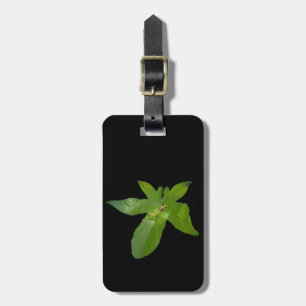 "Leafy Haven: Ein kleiner grüner Frosch auf einem  Gepäckanhänger