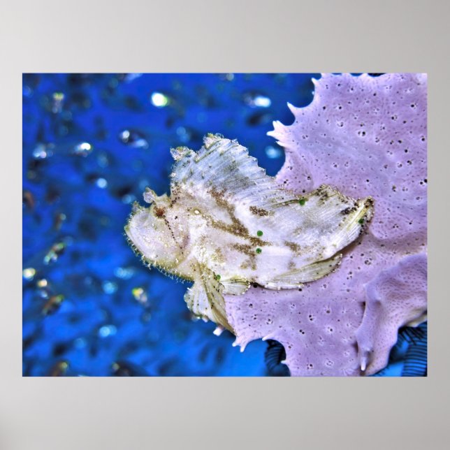 Leafy Scorpionfish Poster (Vorne)
