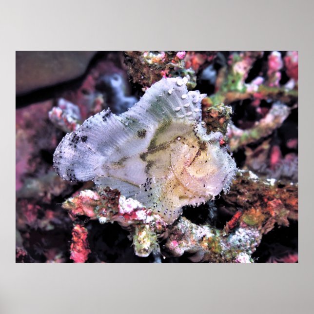 Leafy Scorpionfish Poster (Vorne)