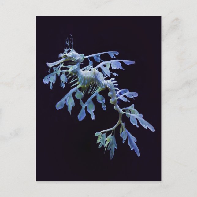 Leafy Sea Dragon Postcard Postkarte (Vorderseite)