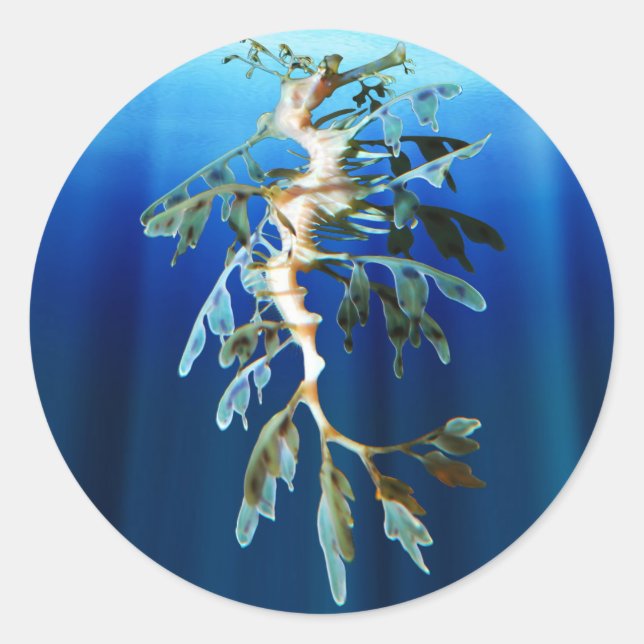 Leafy Sea Dragon Sticker (Vorderseite)