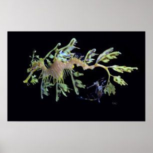 Leafy Sea Dragon & Weedy Seadragon Poster