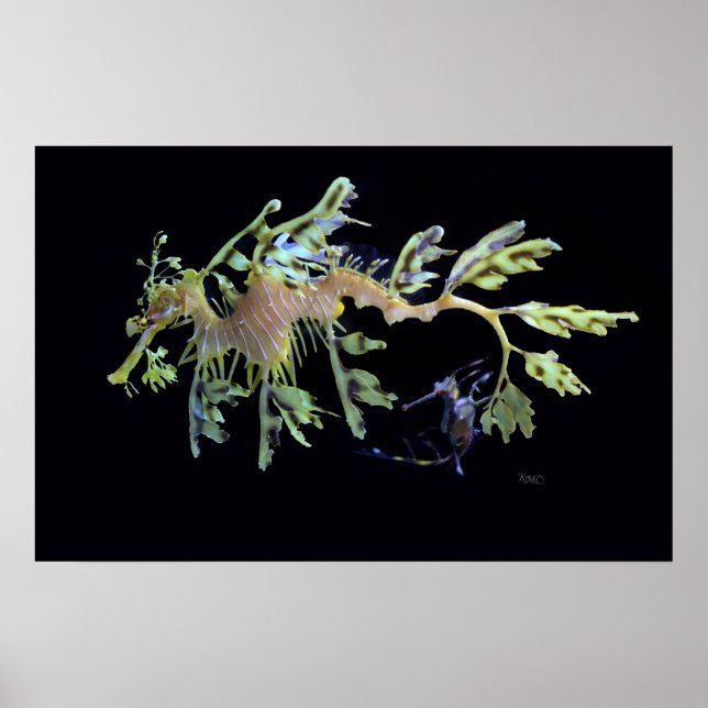 Leafy Sea Dragon & Weedy Seadragon Poster (Vorne)