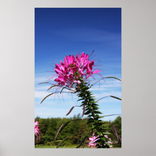 Leaning Cleome Poster