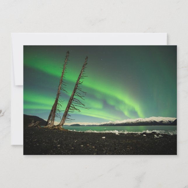 Leaning Tree Aurora (Vorderseite)