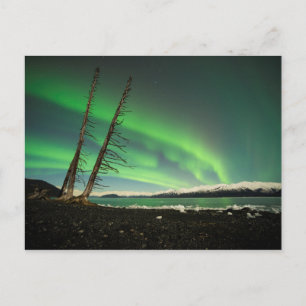 Leaning Tree Aurora Postkarte