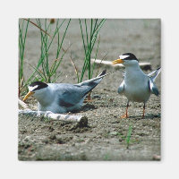 Least Terns