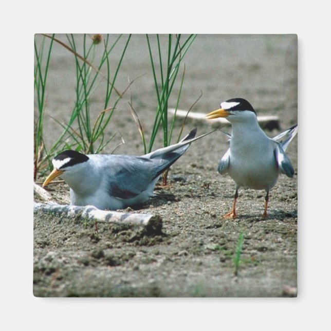Least Terns Magnet (Vorne)