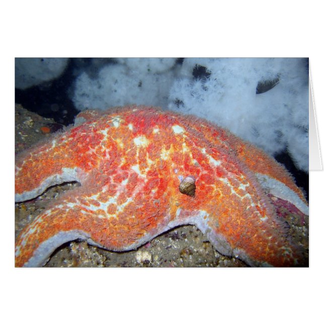 Leather Starfish (Vorderseite (Horizontal))