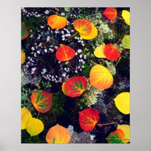 Leaves on a lichen covered rock, Rocky Mountains Poster