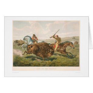 Leben auf dem Grasland: Die Büffel-Jagd (0878A)