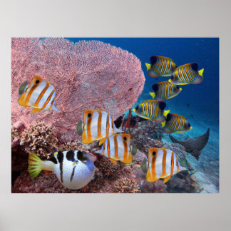 Leben auf dem Korallenriff - Rosa Korallen und Fis Poster